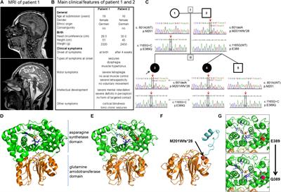 Novel Mutations in the Asparagine Synthetase Gene (ASNS) Associated With Microcephaly